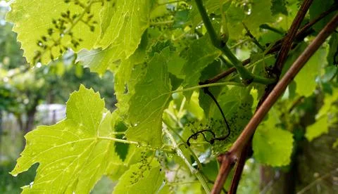 The grapevine after the rain Foto stock