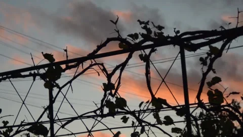 Grapevine against the background of the evening sky 動画素材 141381657