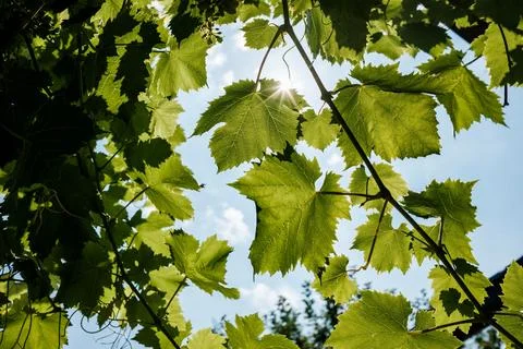 Grapevine against a blue sky in the backlight of the sun. Bottom view. Stock Photos