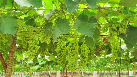 Grapevine and grape Stock Footage 321471667