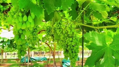 Grapevine and grape Stock Footage 321471689