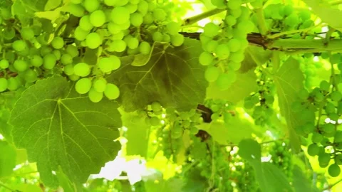 Grapevine and grape Stock Footage 321471751