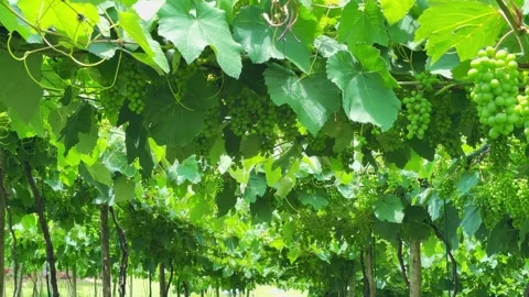 Grapevine and grape Stock Footage 321471802