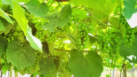 Grapevine and grape Stock Footage 321471828