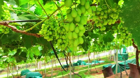 Grapevine and grape Stock Footage 321480647