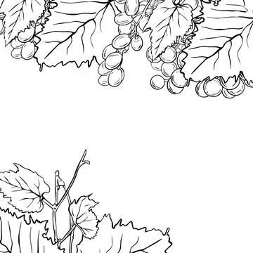 Grapevine and grape frame hand drawn in graphic style for design. Stock Illustration