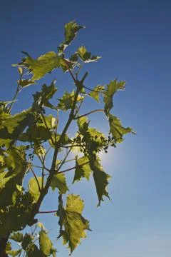 Grapevine in backlighting Stock Photos