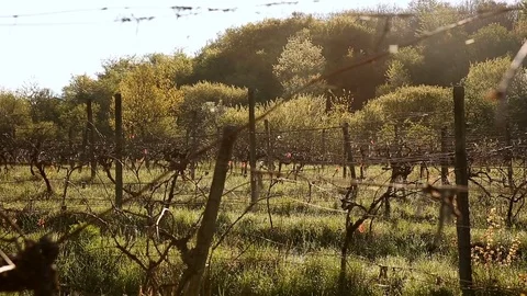 Grapevine is bathed in the rays of spring sun. Close up 動画素材 76089467