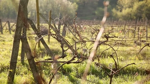 Grapevine is bathed in the rays of the spring sun 스톡 동영상 76105999