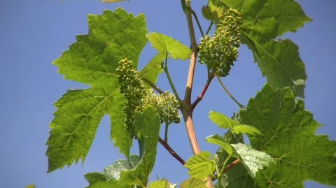 Grapevine in bloom Vidéo 691048
