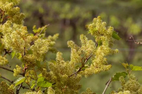 Grapevine blooms, springtime grapevine bloom, close up Stock Photos
