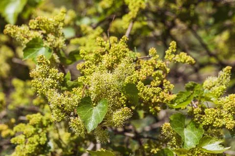 Grapevine blooms, springtime grapevine bloom, close up Stock Photos