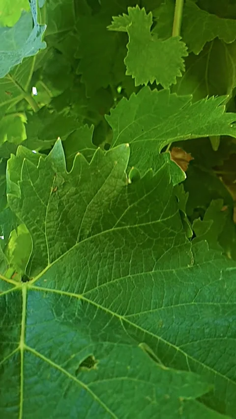 Grapevine blooms in very slow motion Vidéo 248932478