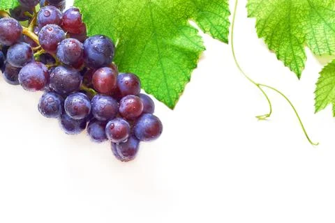 Grapevine border on white background Stock Photos