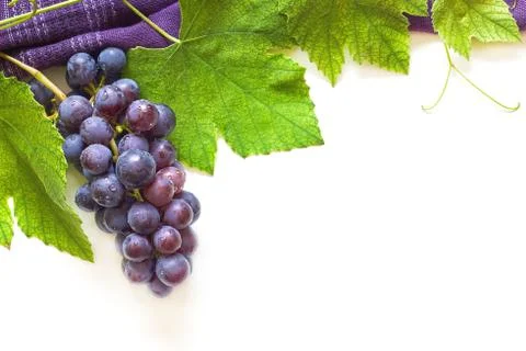 Grapevine border on white background Stock Photos