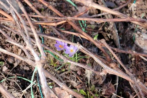 Grapevine branches conceal blue crocus flowers in a spring garden 스톡 사진