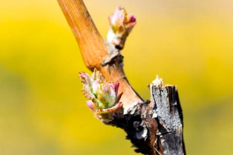 Grapevine Budbreak Vineyard Stockfoto's