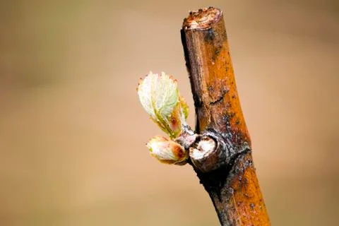 Grapevine Budbreak Vineyard Stockfoto's