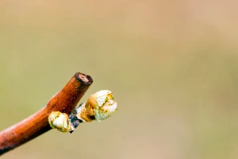 Grapevine Budbreak Vineyard Stockfoto's