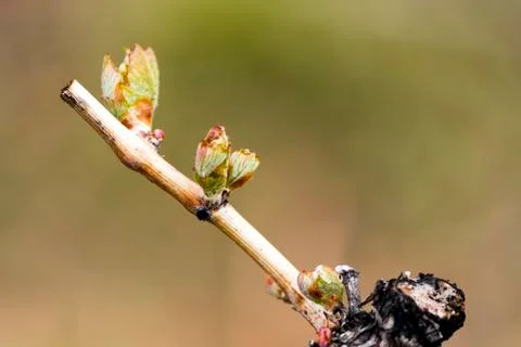 Grapevine Budbreak Vineyard Photos