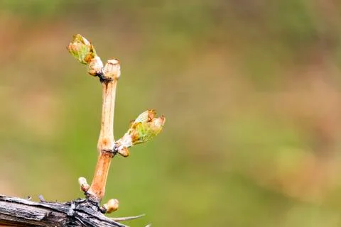 Grapevine Budbreak Vineyard Photos