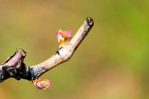 Grapevine Budbreak Vineyard Photos