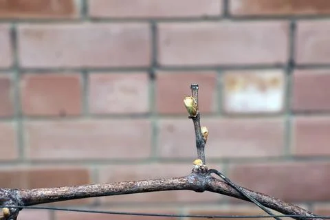 Grapevine buds with small leaves in first days of spring in a vineyard. Clo.. Stock Photos