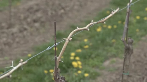Grapevine buds sprouting on the vine Stock Footage 339783837