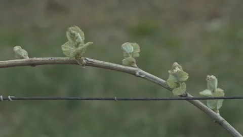 Grapevine buds sprouting on the vine Stock Footage 339784143