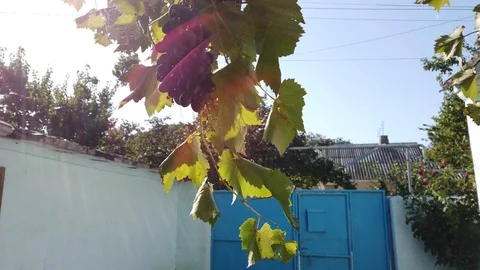 Grapevine with bunches of berries. Stock Footage 115787769
