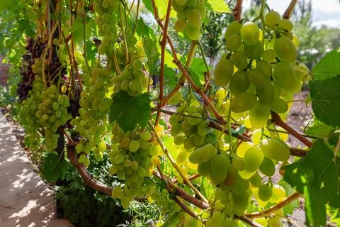 Grapevine with bunches of different grape on vineyard at sunny Stock Photos