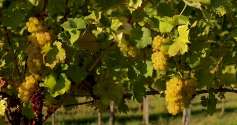 Grapevine with bunches of white grapes on the outside Stock Footage 252076973