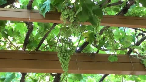 Grapevine canopy zoom out Stock Footage 10807502