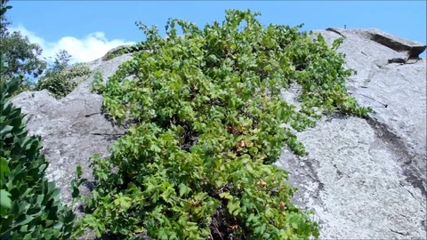 Grapevine on a cliff Stock Footage 77862766