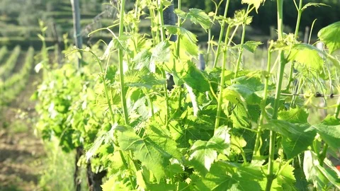 A grapevine closeup, 4K Stock Footage 78613697