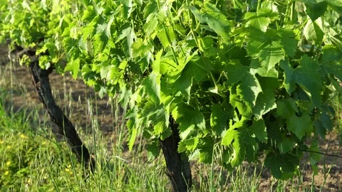 A grapevine closeup, 4K Stock Footage 78632242