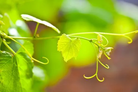 Grapevine closeup on green background Stock Photos