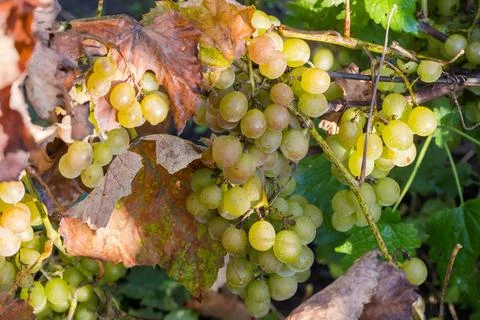 Grapevine with clusters of white grapes covered with the dew Stock Photos