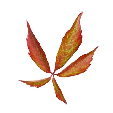 Grapevine colorful leaf Stock Photos