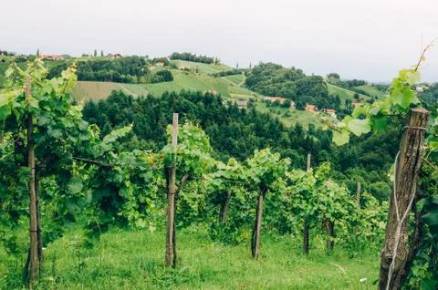 Grapevine cultivation in Southern Styria Stock Photos