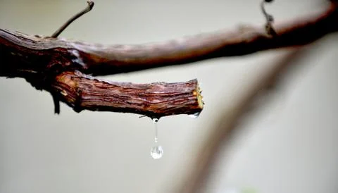 The grapevine with a cut branches,bleeding tree juice Stock Photos