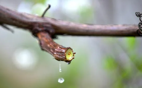 The grapevine with a cut branches,bleeding tree juice Stock Photos