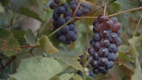 Grapevine with dark grapes Stock Footage 95432012