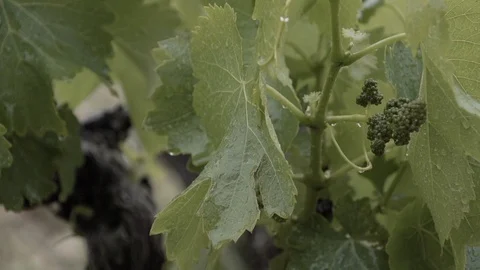 Grapevine during a rain storm Stock Footage 89716794