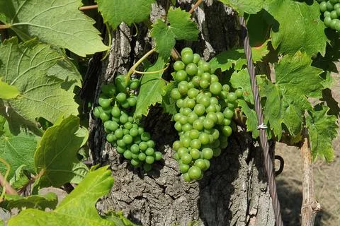 Grapevine in early summer, close up view Stock Photos