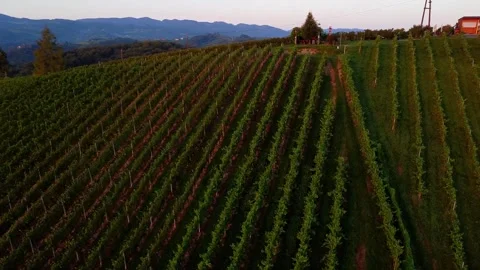 Grapevine Field 스톡 동영상 249871157