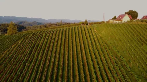 Grapevine Field 스톡 동영상 249871291