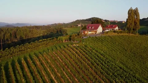 Grapevine Field 스톡 동영상 249871383