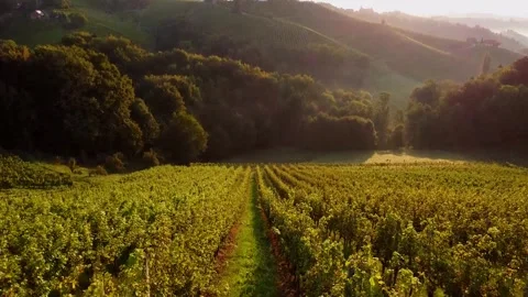 Grapevine Field Stock Footage 249871384