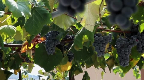 Grapevine Stock Footage 8688258